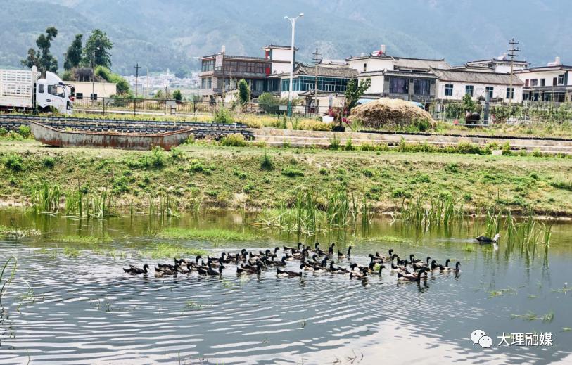大理洱海流域农业产业发展,大理洱海流域农业产业转型