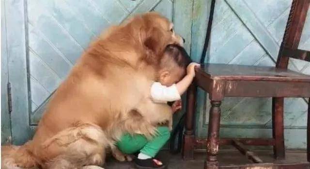 养金毛的好处与坏处,养金毛的6个好处