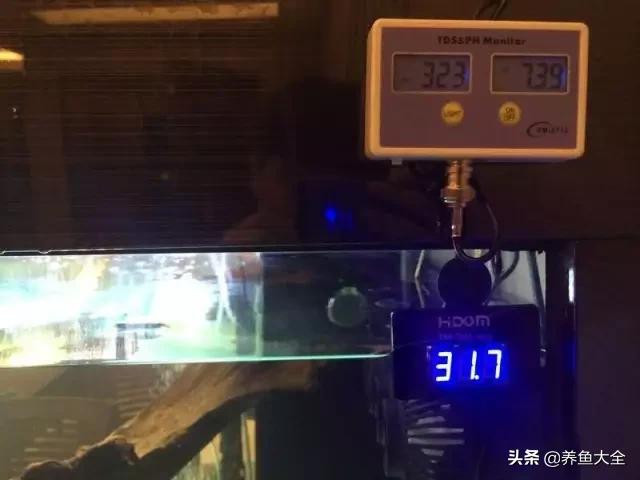 养金龙鱼过程马来西亚,马来西亚养金龙