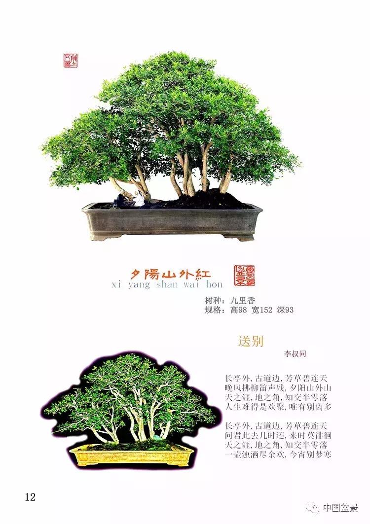 陈文图老师,陈文图盆景欣赏