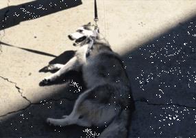 遛完狗，狗狗不愿回家怎么办？