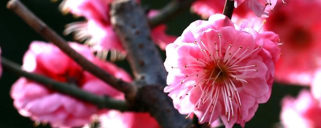 梅花怎样养护大全高清图片,梅花平时怎么养