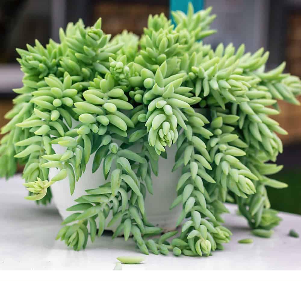 耐阴多肉植物室内,30种耐阴植物室内盆栽