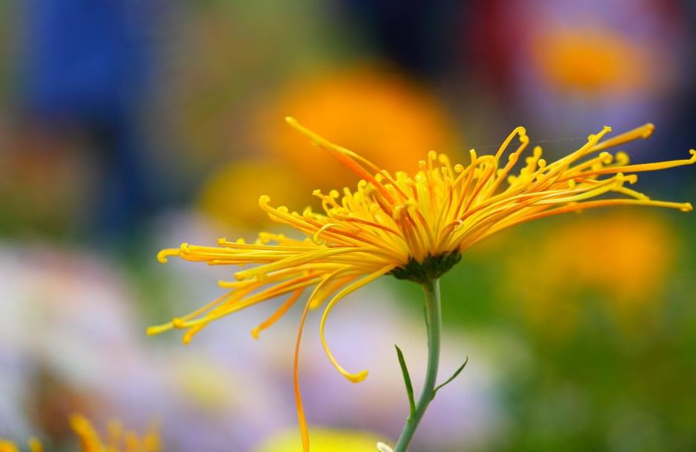 「原创诗词」方喜民|旧篇成《史记》新曲谱《春秋》