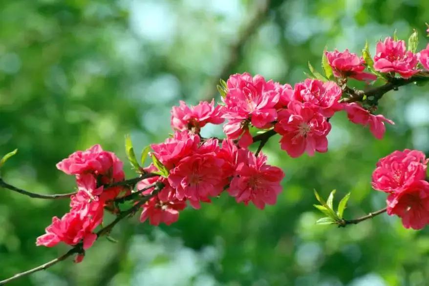 天津赏花好玩的公园,天津东丽湖哪里可以赏花