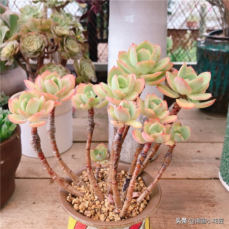 达人养多肉：2000块的肉肉，养了6年，这是“韩版”多肉