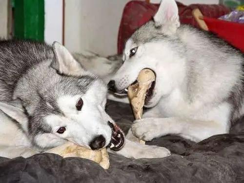 狗狗为何这么喜欢啃骨头又没肉,狗狗为什么都喜欢大骨头