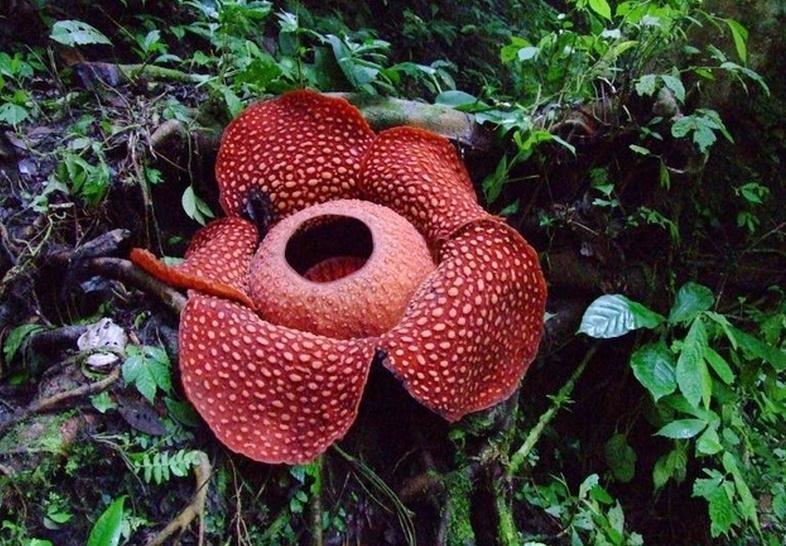 世界上10大最奇特的植物,世界上最奇特的植物叫什么名字