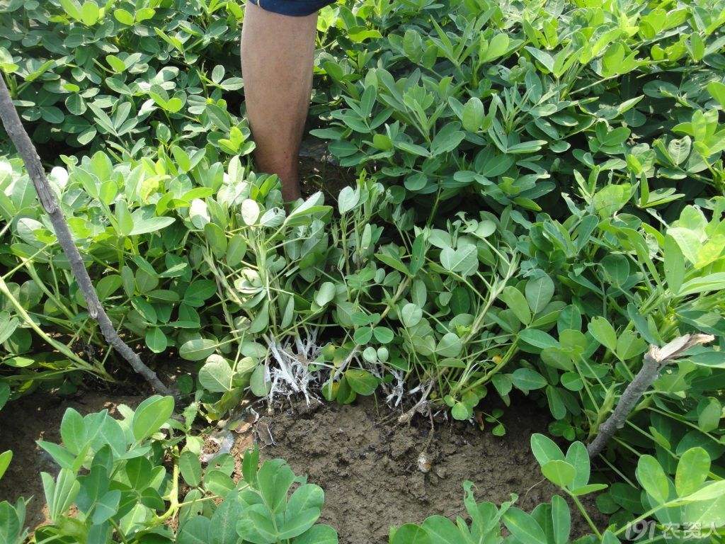 花生根部长满白丝是什么病,花生根长白霉怎么办