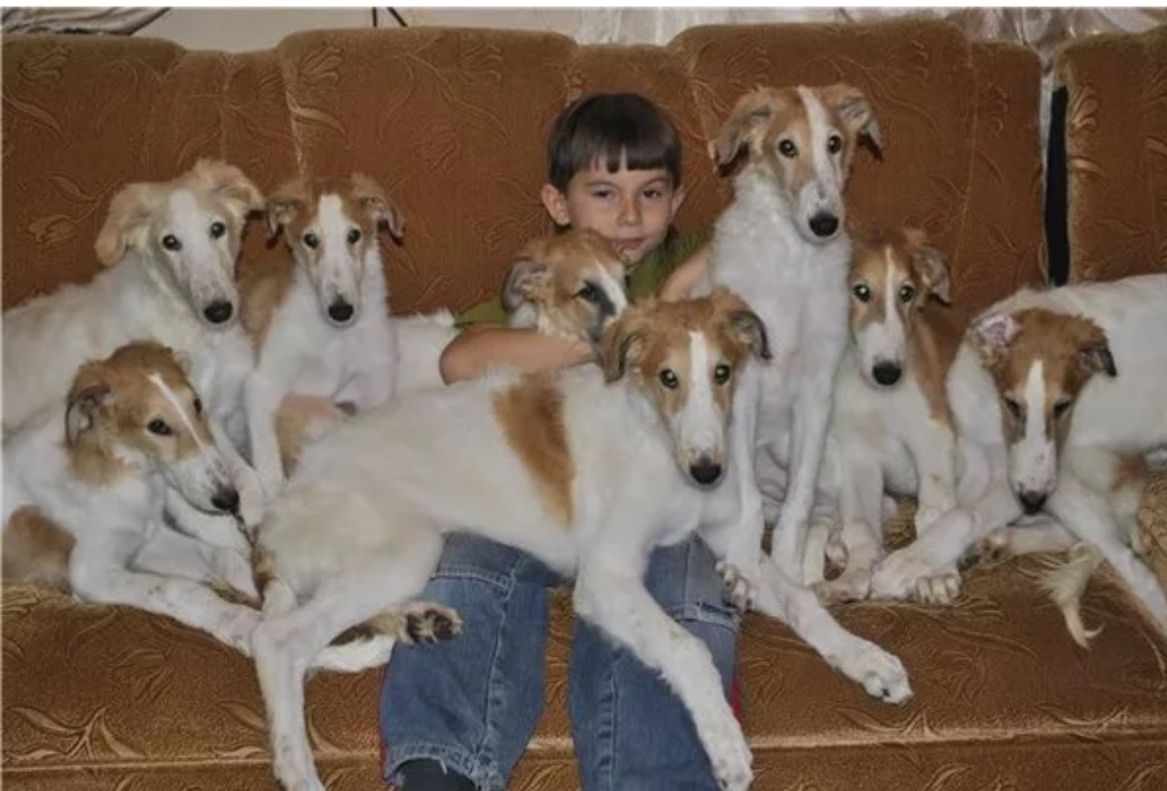 俄罗斯猎狼犬打斗,俄罗斯猎狼犬捕狼视频