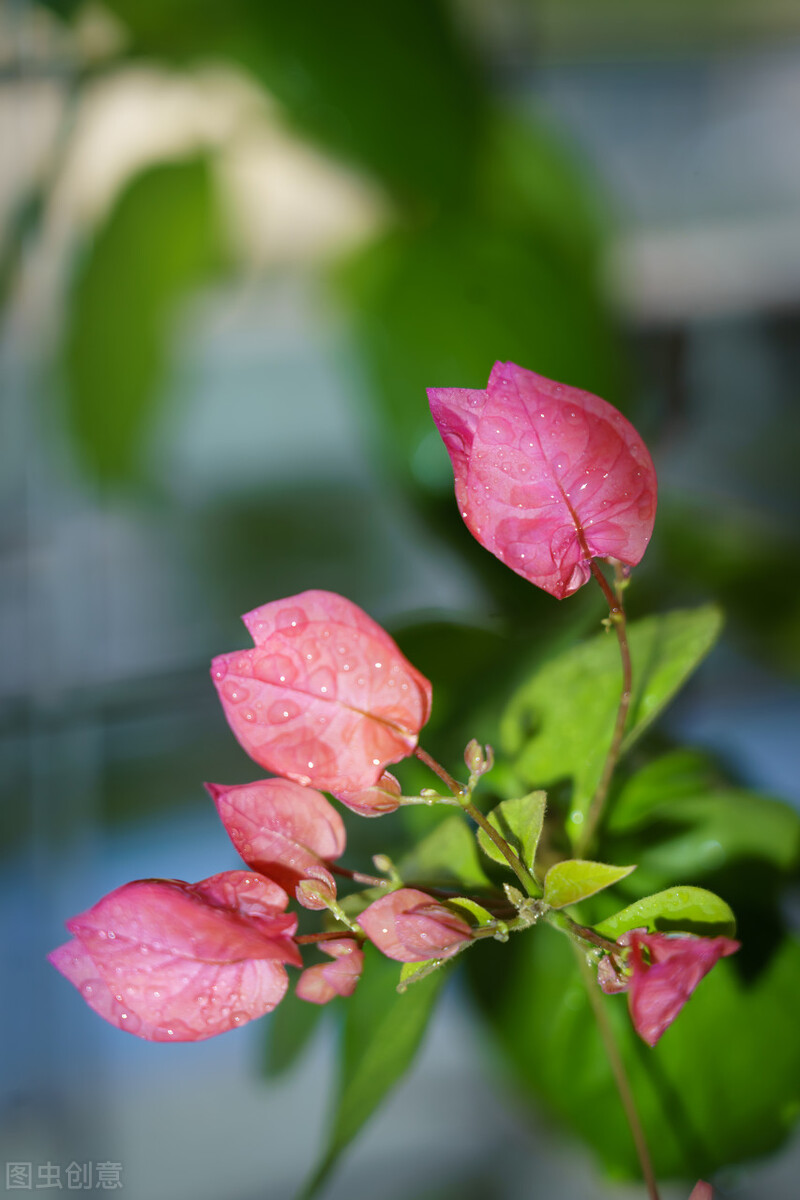 90岁老奶奶的养花生活记录,小阳台养花草