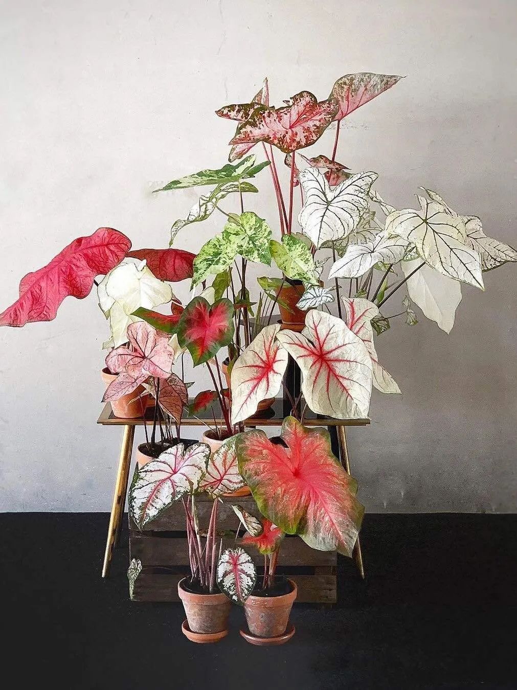 适合养在家里不用晒太阳的花,室内养什么花好养不怕太阳晒