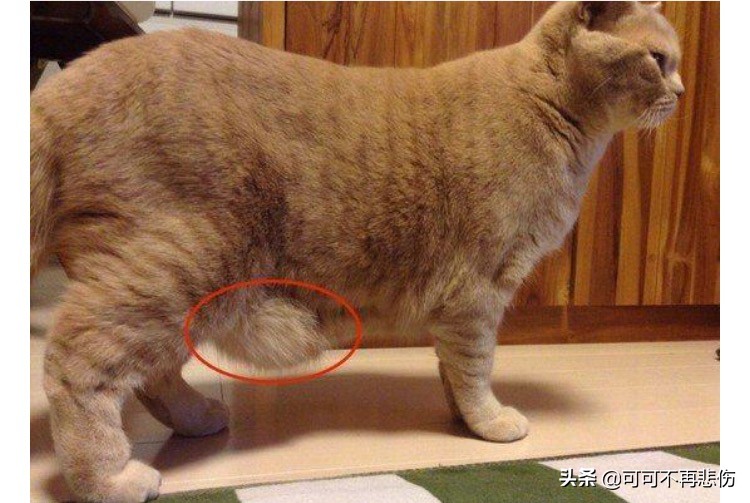 猫咪生完以后肚子下垂有硬块,猫咪的肚子下垂怎么回事