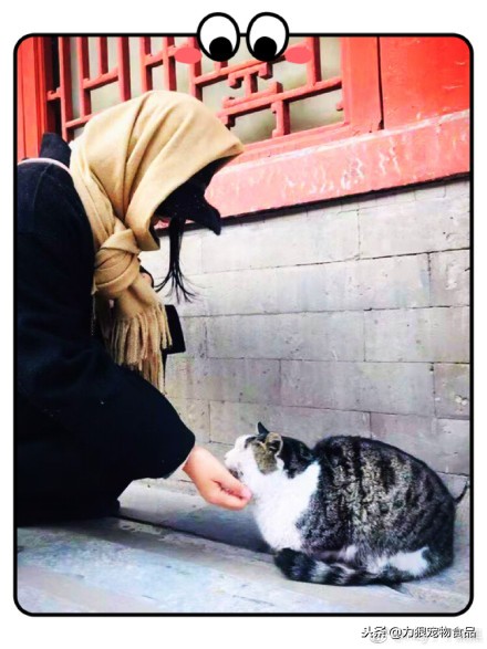 故宫的御前带爪护卫小崽儿,回喵星了……