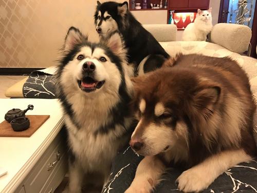 带你走进狗狗的世界,带你走进阿拉斯加克利凯犬