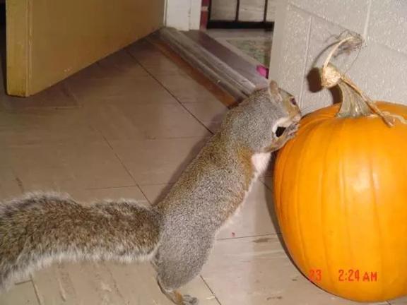 我的“大尾巴”，你在异国他乡还好吗？