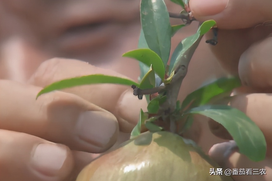 石榴钻心虫最佳防治时间,防石榴钻心虫打什么药