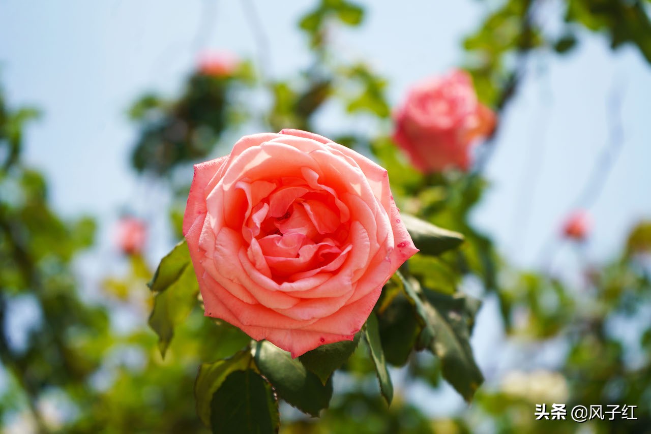 华中最大的玫瑰花园,中国最大的玫瑰花海