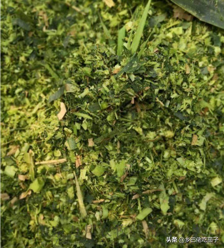 青贮玉米秸秆晒干了如何喂羊,秸秆青贮与牛羊养殖实践办法介绍