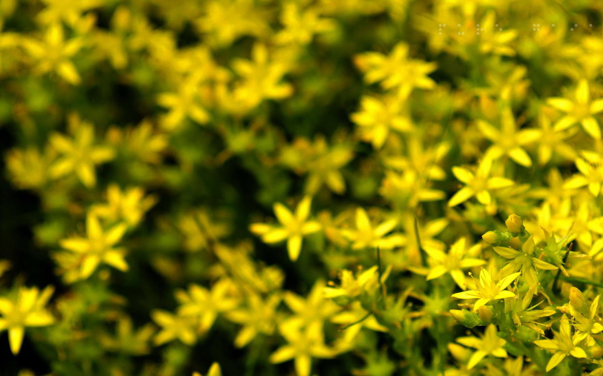 招财养什么绿植好养活呢,什么绿植好养又招财