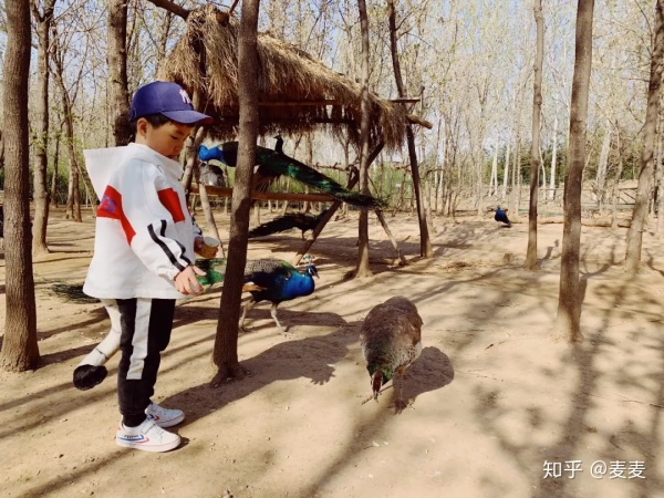 野生动物园长隆游玩攻略,野生动物园长隆攻略图片