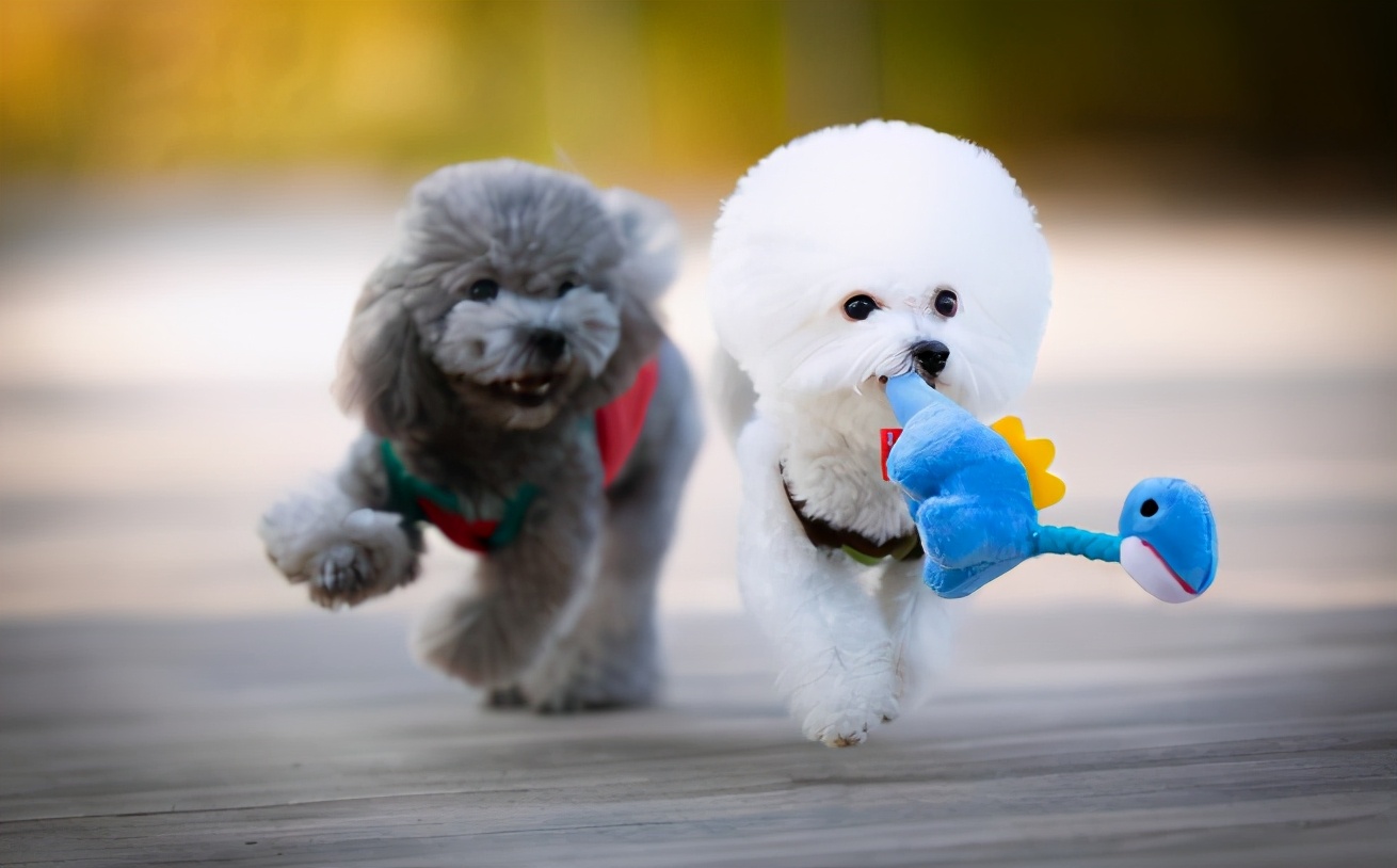 800的比熊犬和1400的比熊犬对比,养比熊犬好还是泰迪犬好