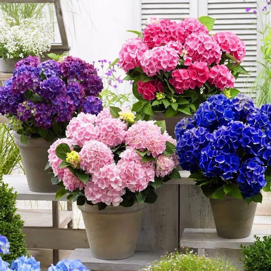 厨房杀虫去异味,自制万能杀虫水浇花杀菌