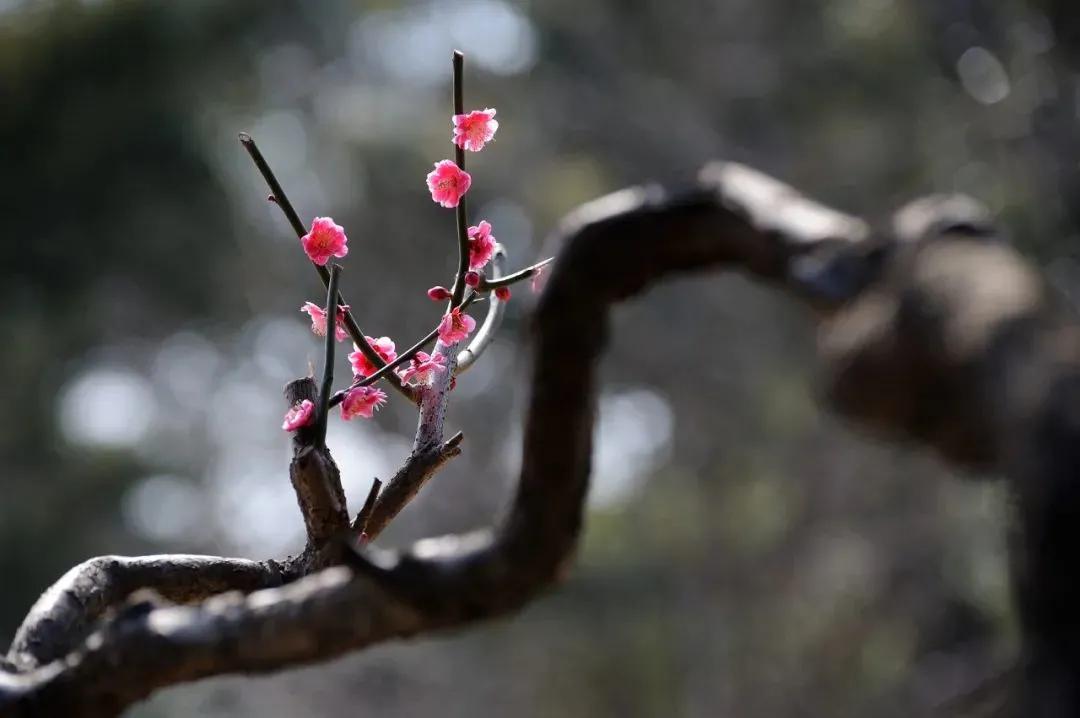 拍梅花技术的技巧和方法,拍梅花的最佳方法