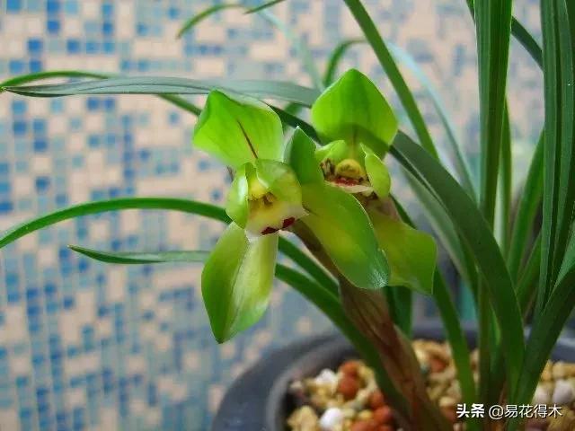 春兰荷瓣几大名品,春兰环球荷鼎和大富贵的区别