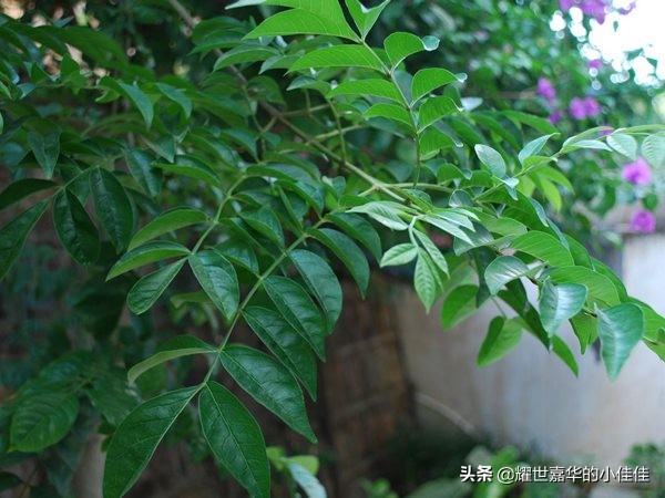 养猪防蚊蝇神器,养猪防蚊蝇技术