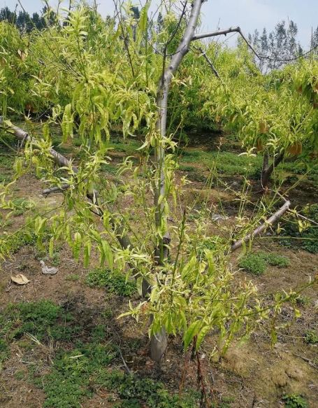 桃树叶片发黄常见原因及解决措施