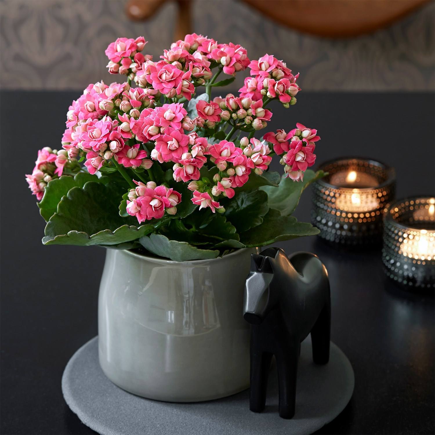 长寿花花期多长从几月份到几月,养长寿花技巧与方法