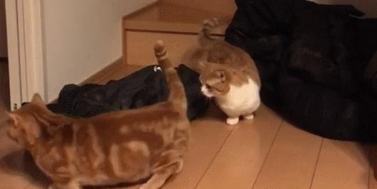 爱唱歌的小猫咪,爱唱歌的可爱猫咪