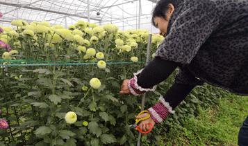 转发此推文,享绍兴平水海丰菊园半价票,更更更送自采菊花一束