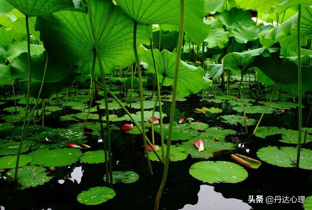 小暑：景风和煦，阴阳互济