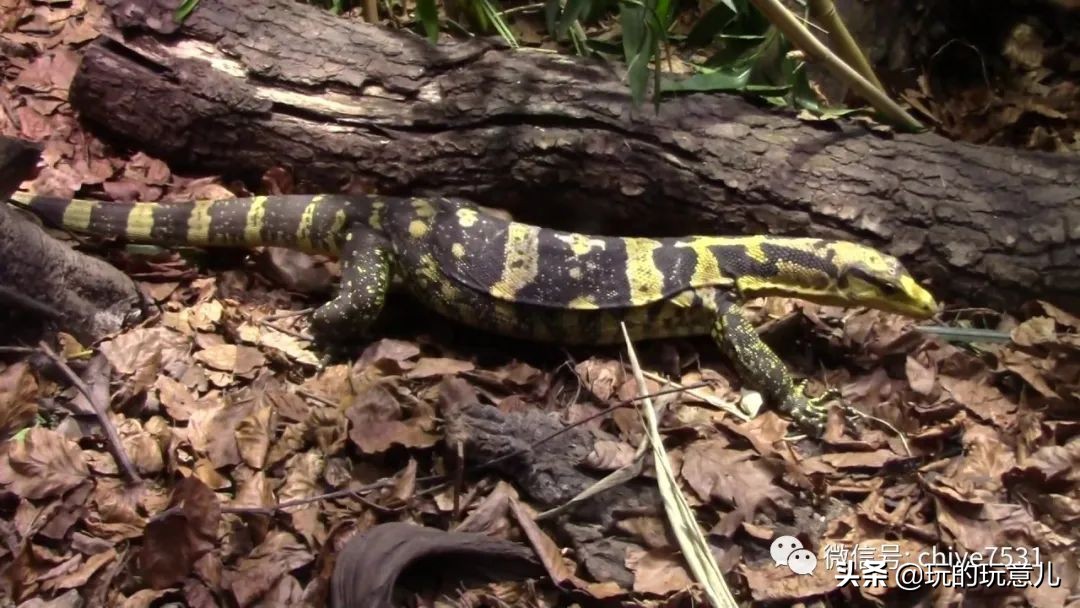 中国画孔雀名作,中国名画孔雀