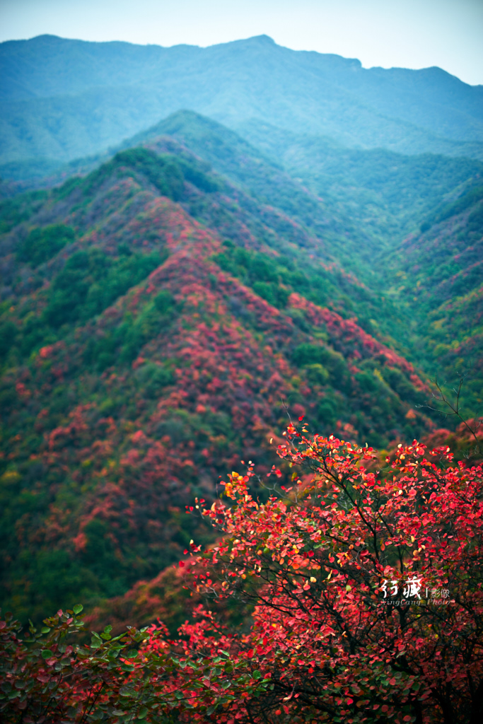 红了红了！在甘山的片片红叶中首波感受绚烂的秋天
