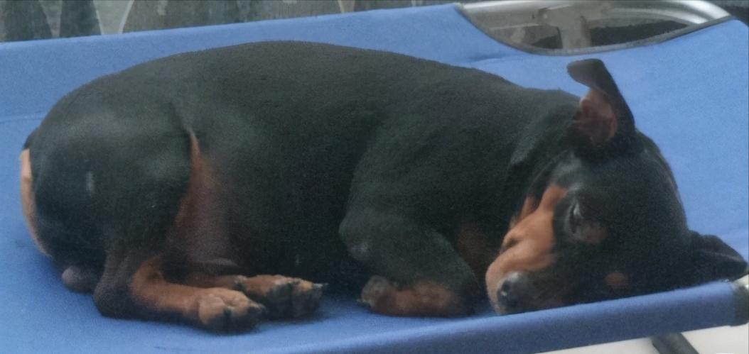 小鹿犬要去世后会有哪些反应,3个月的小鹿犬突然死亡