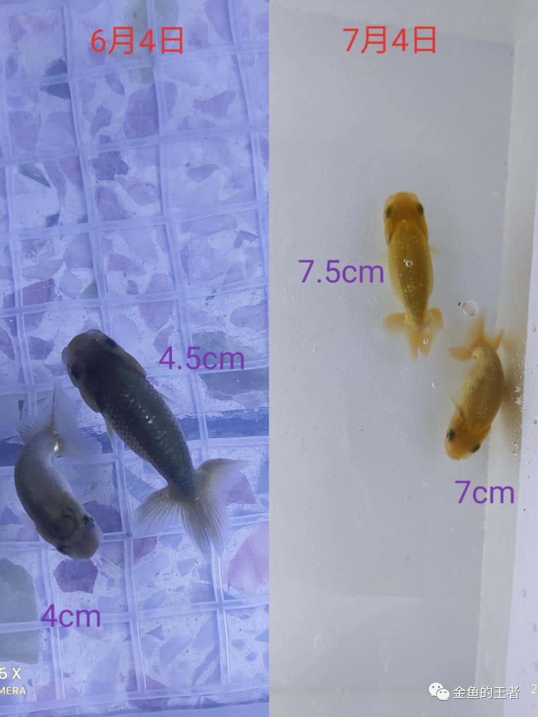 养功考试1个月,20条鱼的前后成长对比,变化太惊艳了