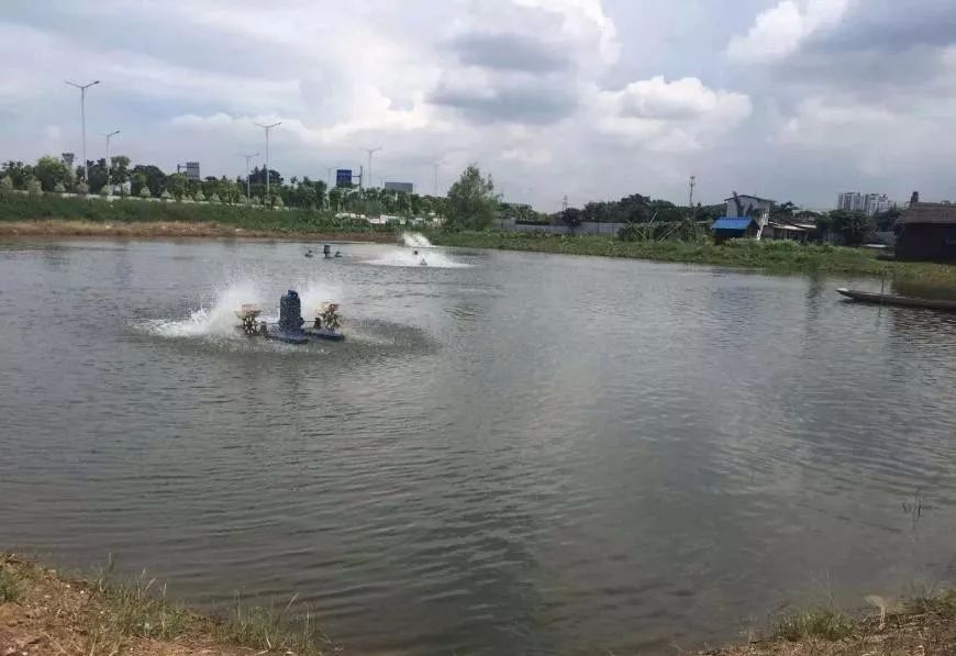 池塘生态系统特点及影响因素,池塘生态系统