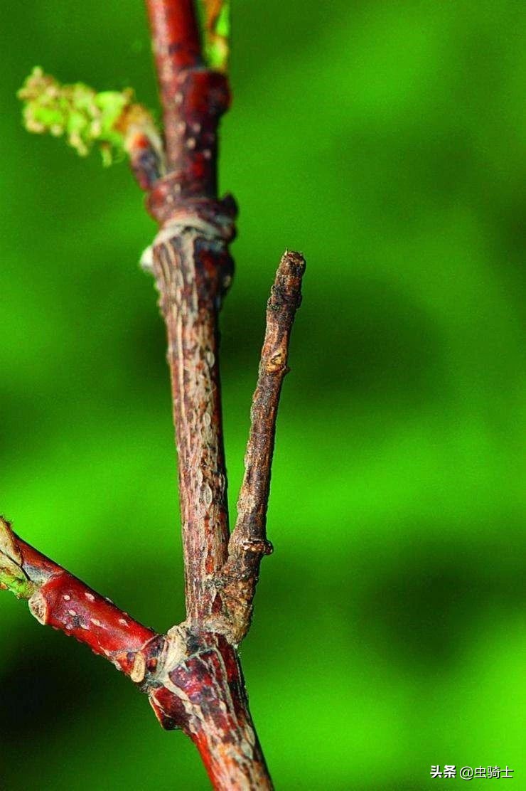 尺蠖虫伪装,尺蠖伪装视频动画