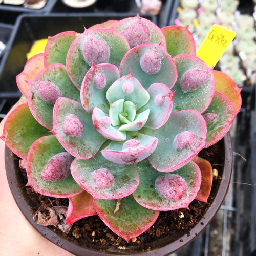 100种常见多肉植物图鉴收藏,1000种多肉植物图鉴及名字