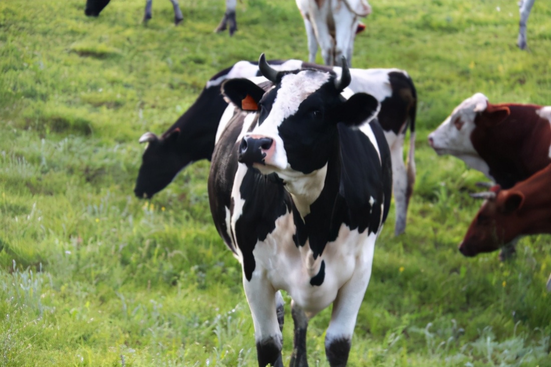 婴儿奶粉怎么选择放心的品牌,无法母乳喂养怎么选择新生儿奶粉