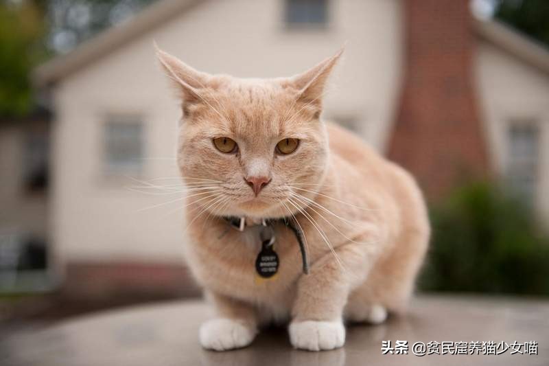 人猫交流真正实现了吗,猫咪交流软件真的有用吗