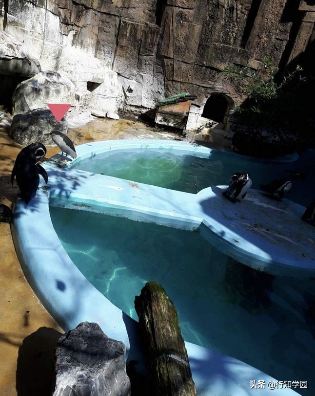 夜鹭吃鸭子,夜鹭混进企鹅