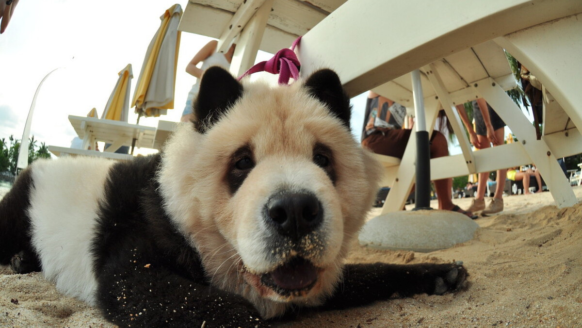 狗狗咬人事件完整视频松狮犬,松狮犬咬人女主人为什么揪毛