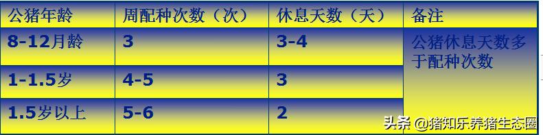 猪授精的正确方法,猪授精的正确方法是什么