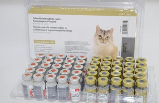 猫咪不出门需要驱虫吗,不出门的猫咪还用驱虫吗