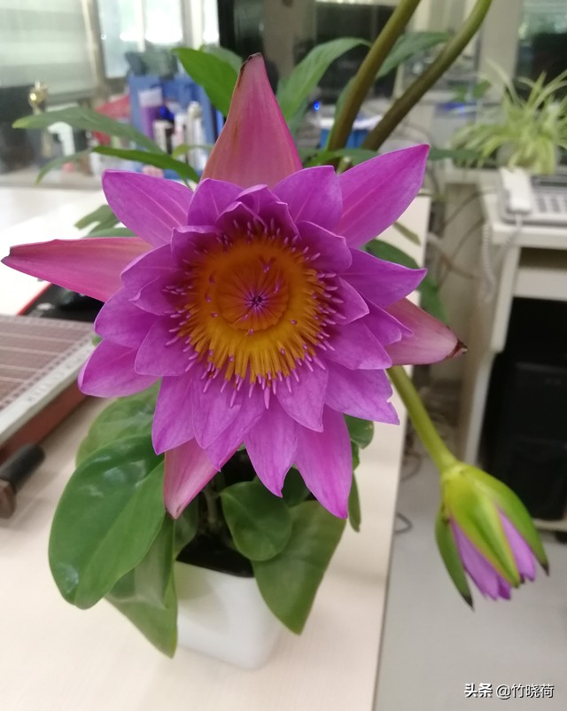 适合盆栽养的睡莲,睡莲的养花技巧