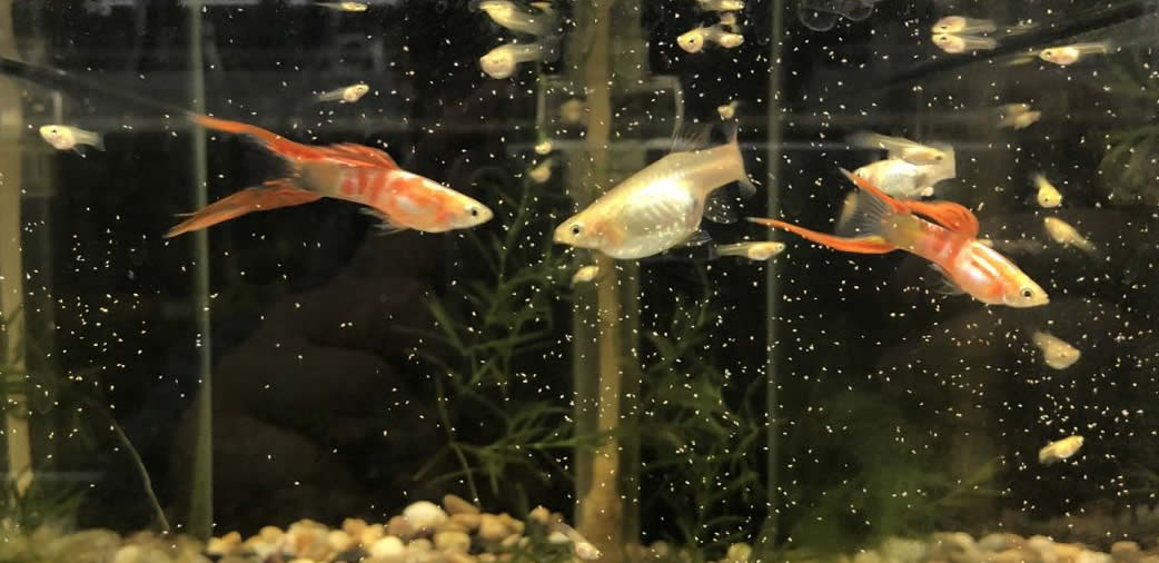 孔雀鱼有血病怎么治,孔雀鱼内出血能自愈吗